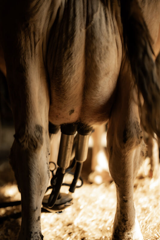 La Ferme des Louisots, chambre d'hôtes et ferme auberge