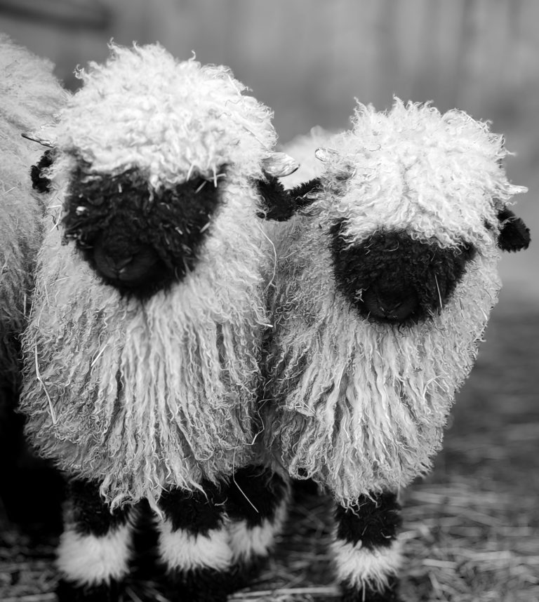 IMG_20260219_152845_edit_78437576491223